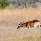 Lechwe