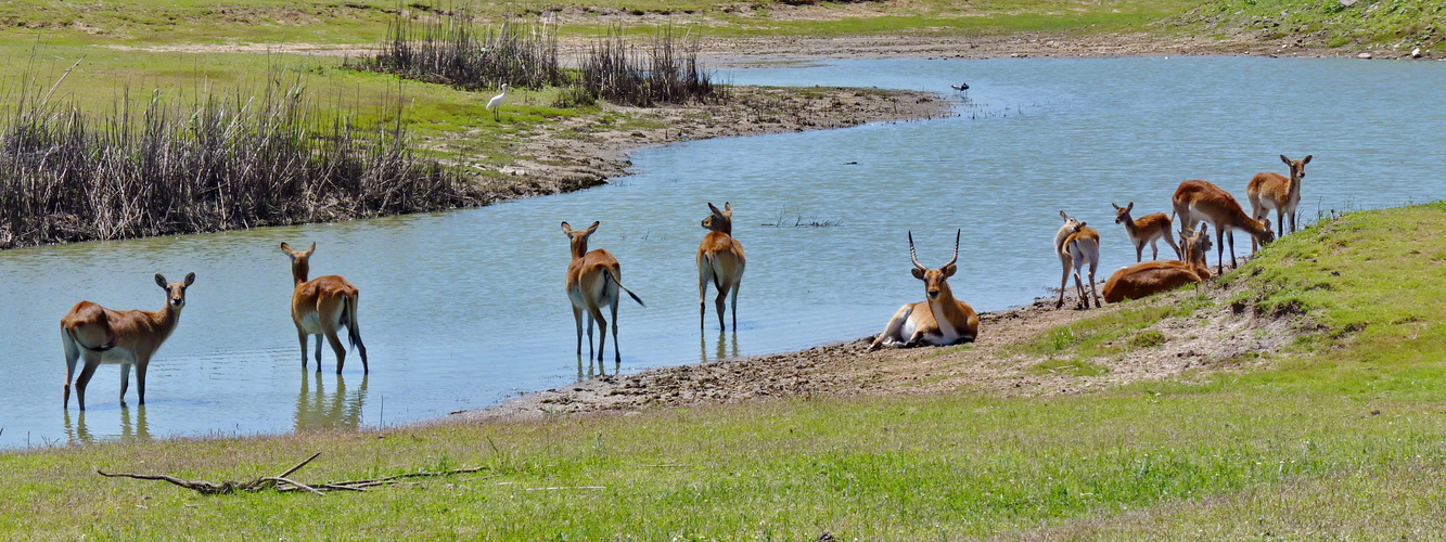 Lechwe Gruppe am und im Wasser