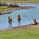 Lechwe Gruppe am und im Wasser