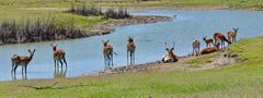 Lechwe Gruppe am und im Wasser