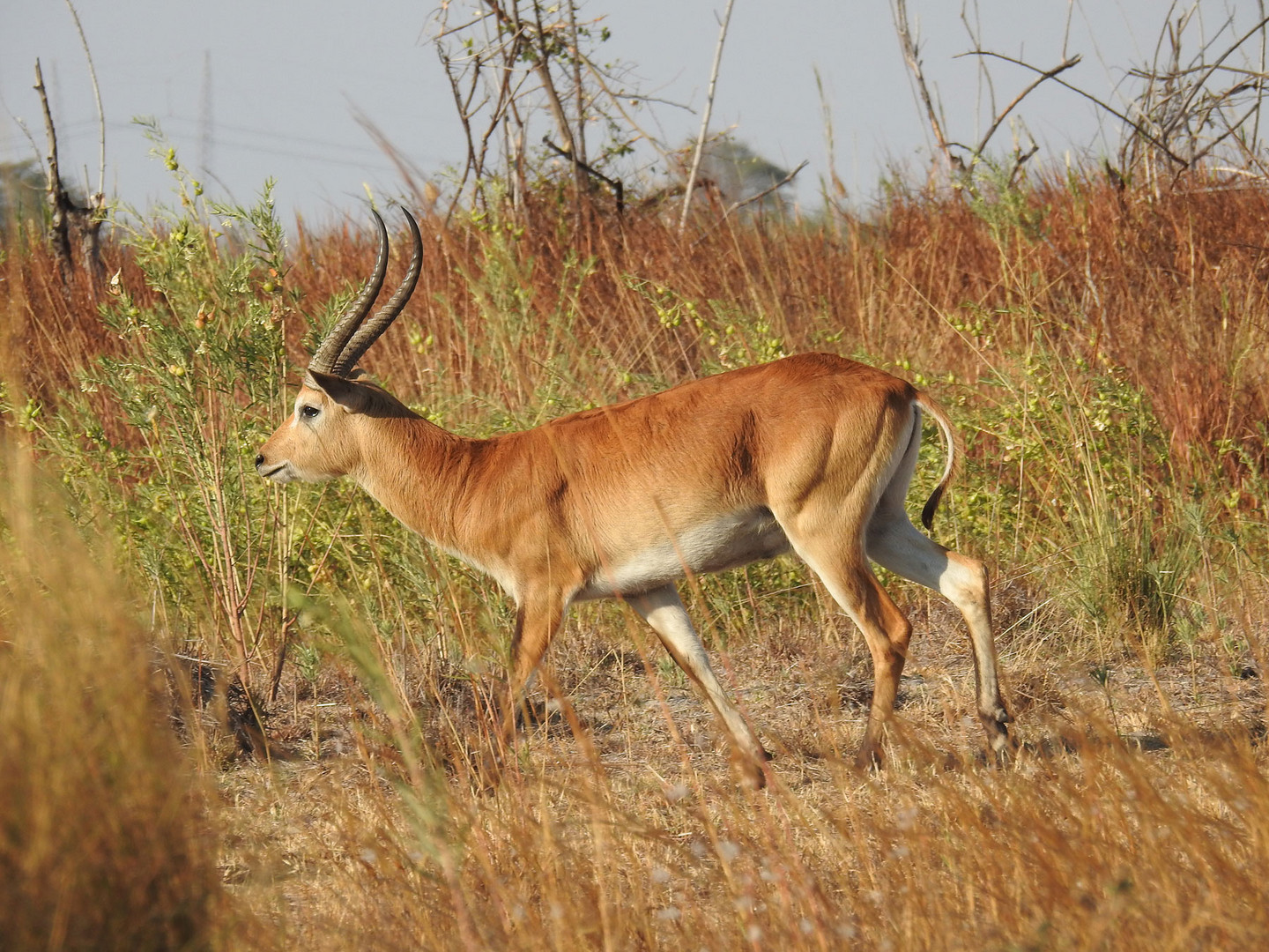 Lechwe Moorantilope