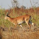 Lechwe Moorantilope