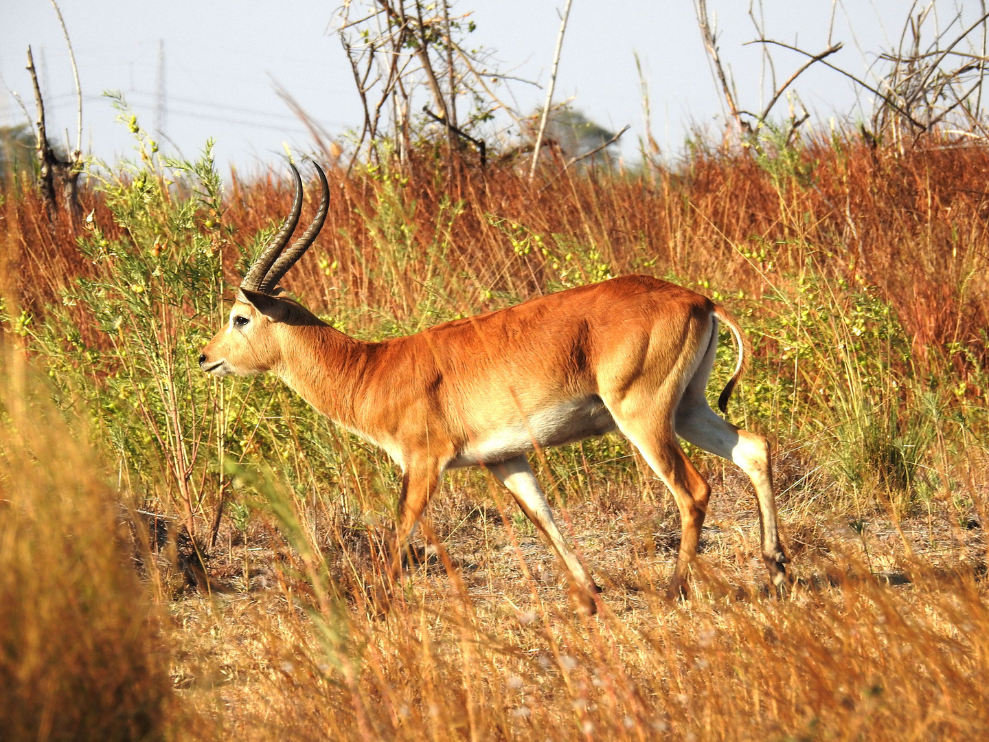 Lechwe-Moorantilope am Kwando /Namibia