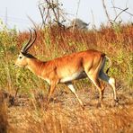 Lechwe-Moorantilope am Kwando /Namibia