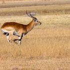 Lechwe oder Rote Moorantilope