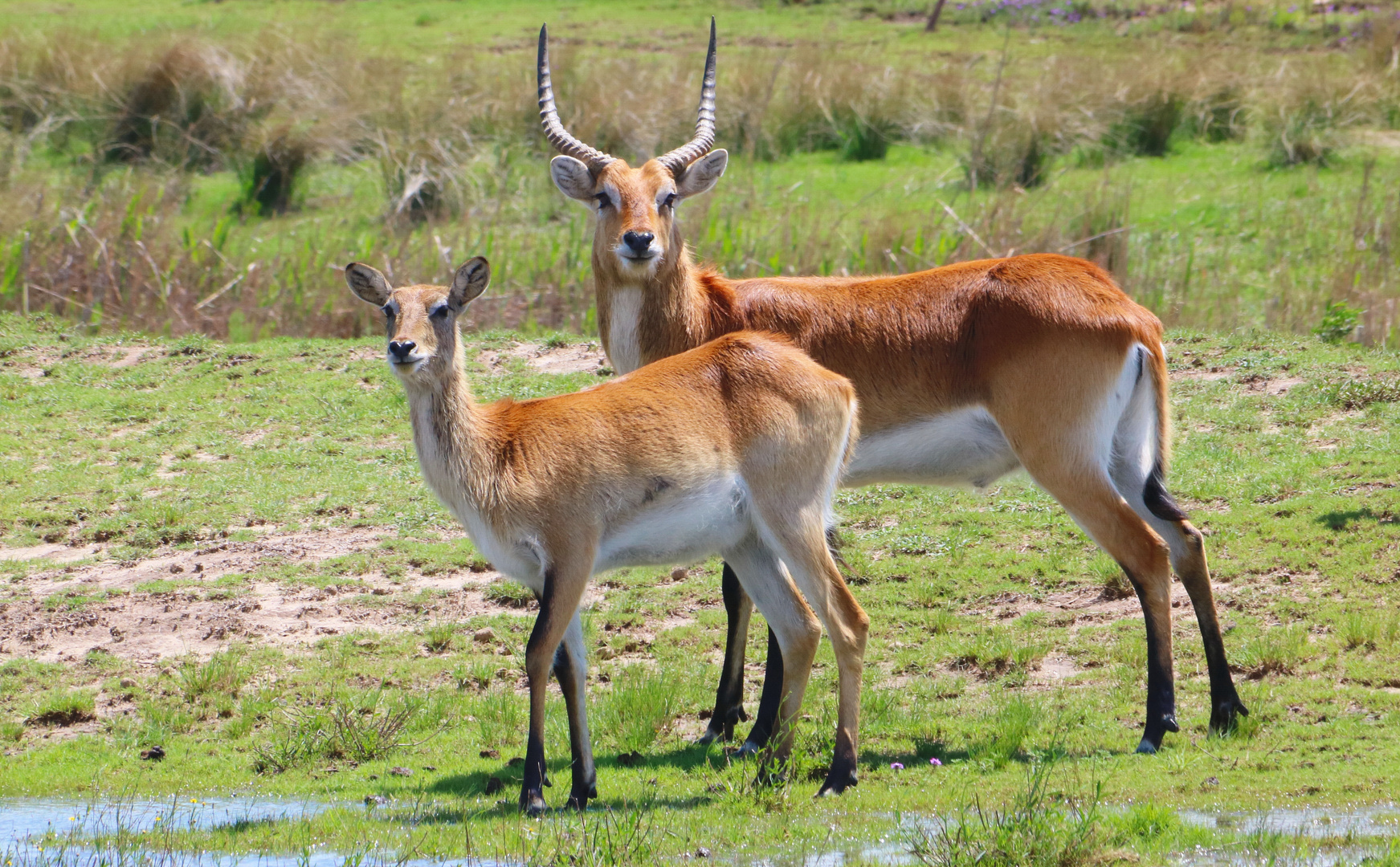 Lechwe Paar 2169