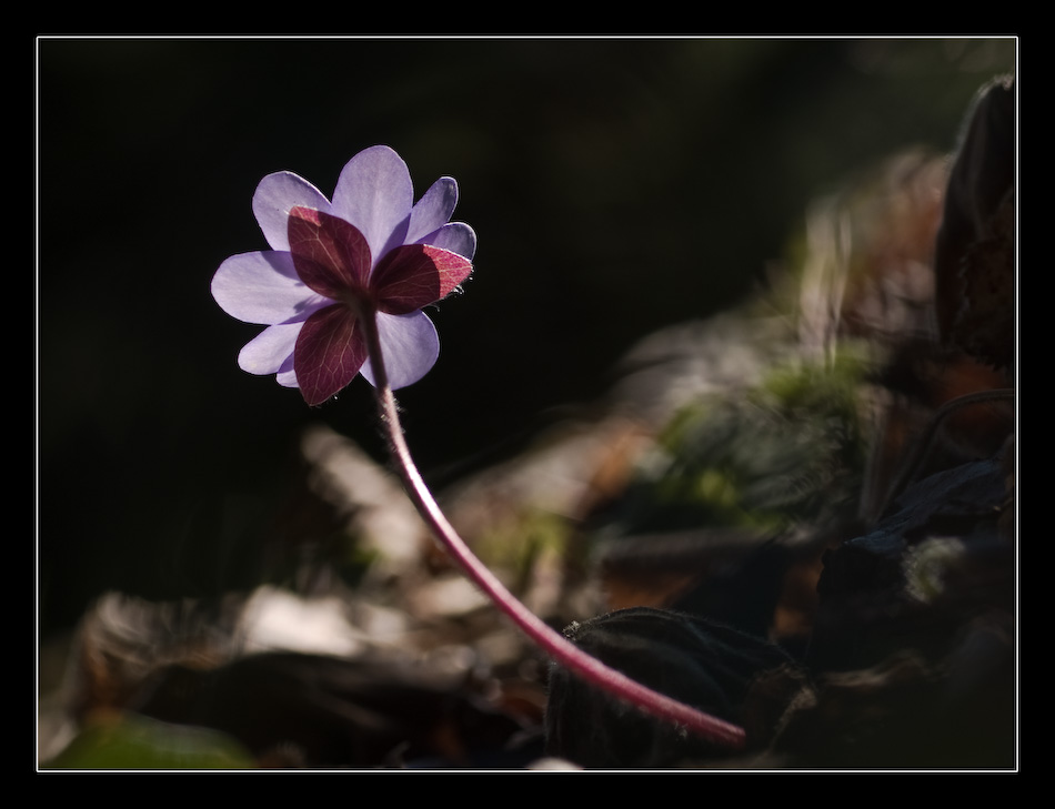 lechzen nach Licht