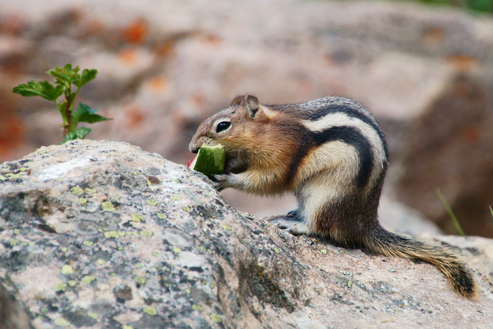 Lecker