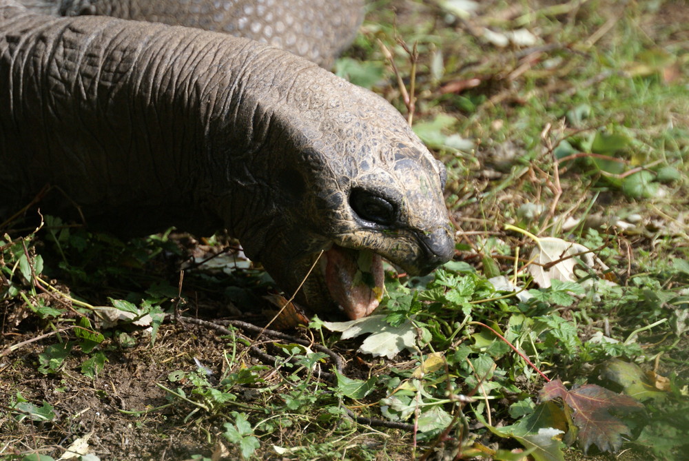 Lecker