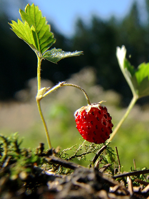 Lecker !