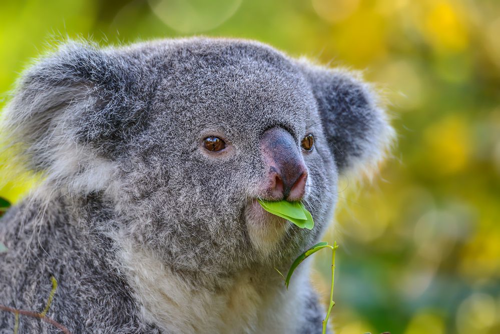 lecker, aber nur für Koalas