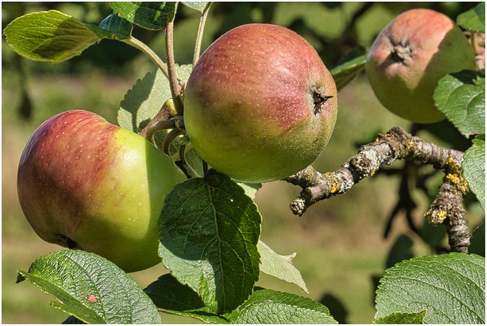 lecker Äpfel