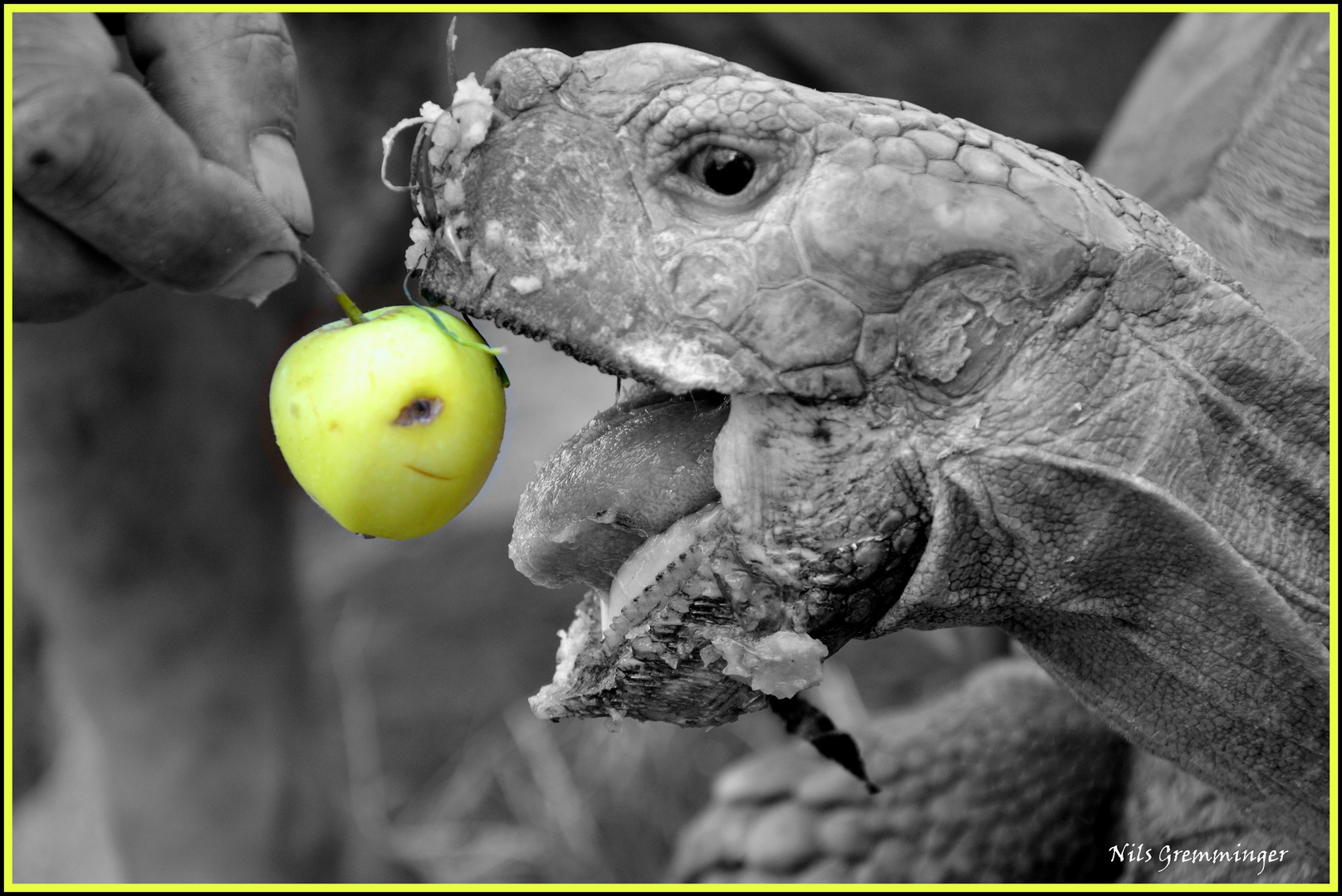 Lecker, Äpfel...