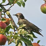 Lecker Äpfel