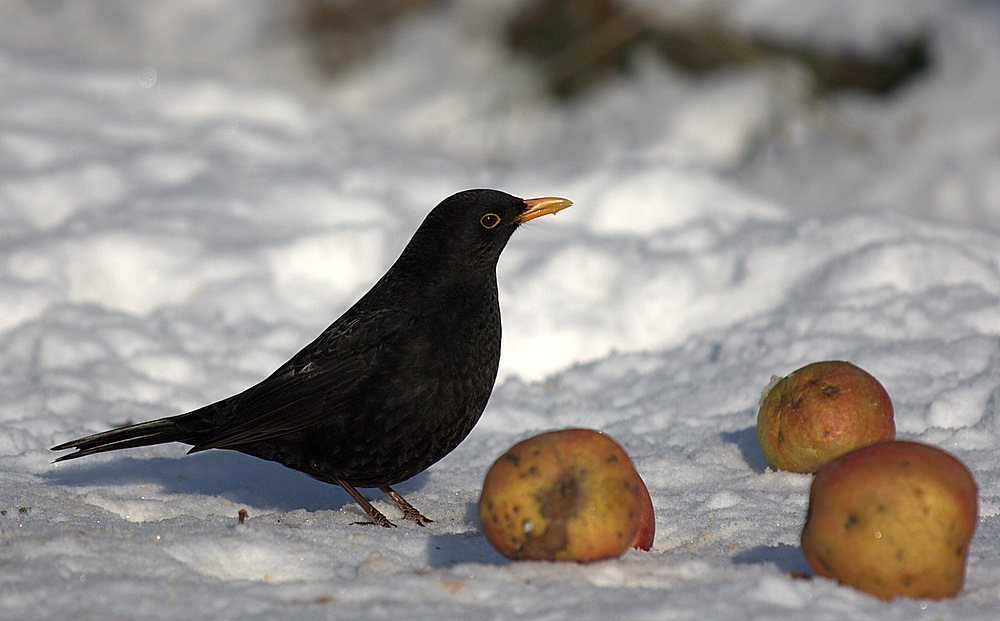 lecker Äpfel