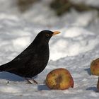 lecker Äpfel