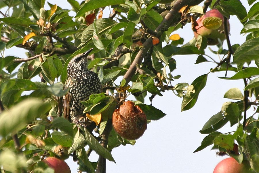 Lecker Äpfel II