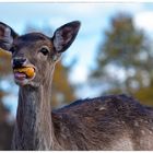 Lecker Apfel