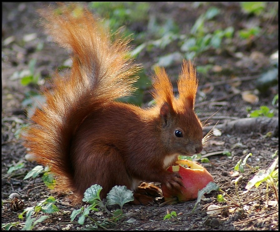 Lecker Apfel