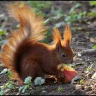 Lecker Apfel