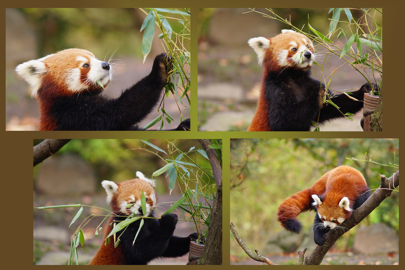 Lecker - Bambus!