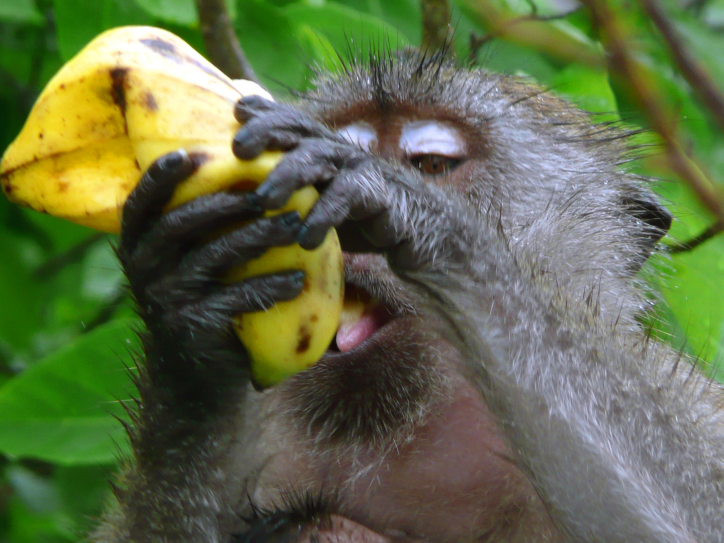 Lecker Banane!