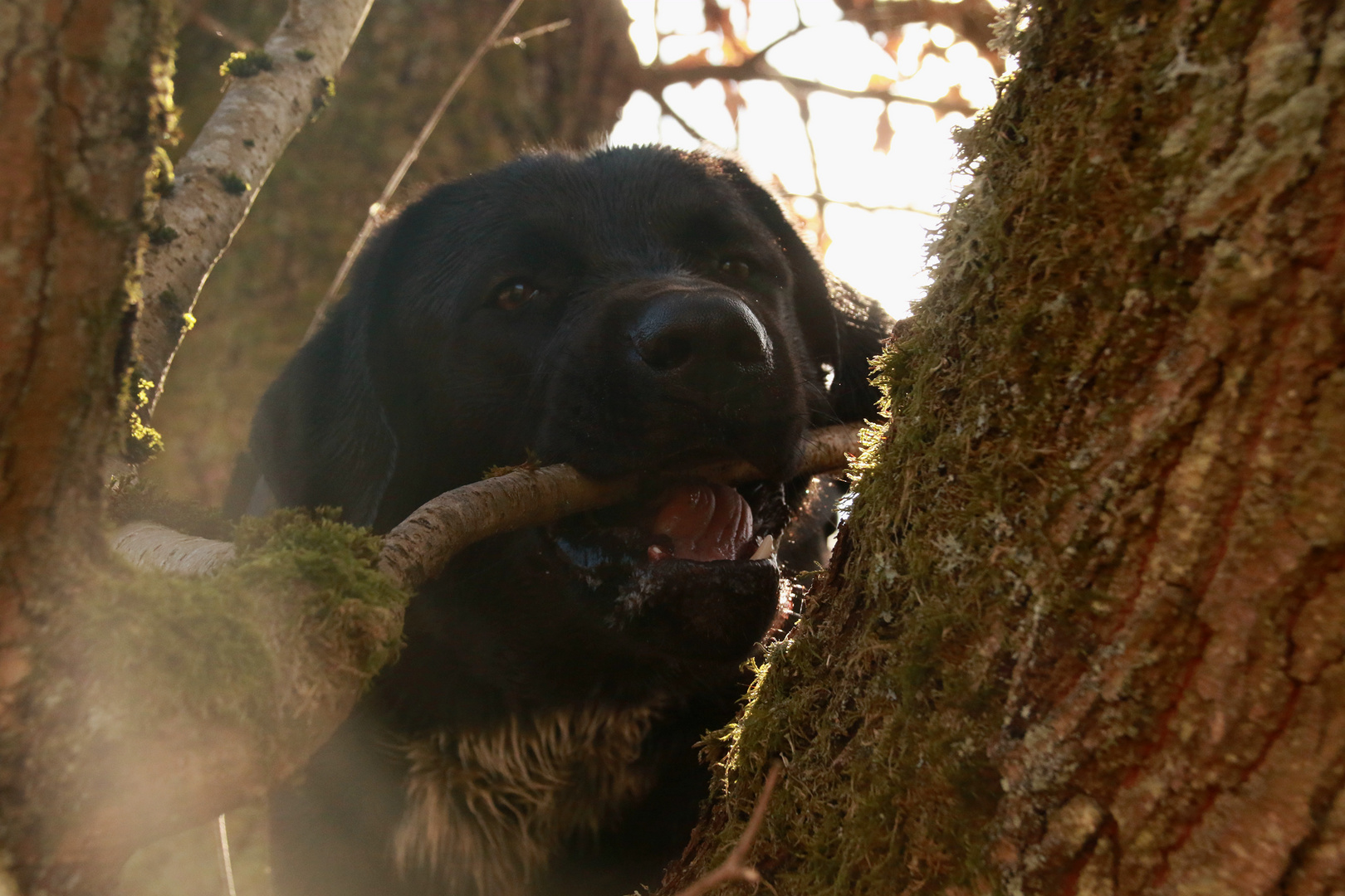 Lecker Baum