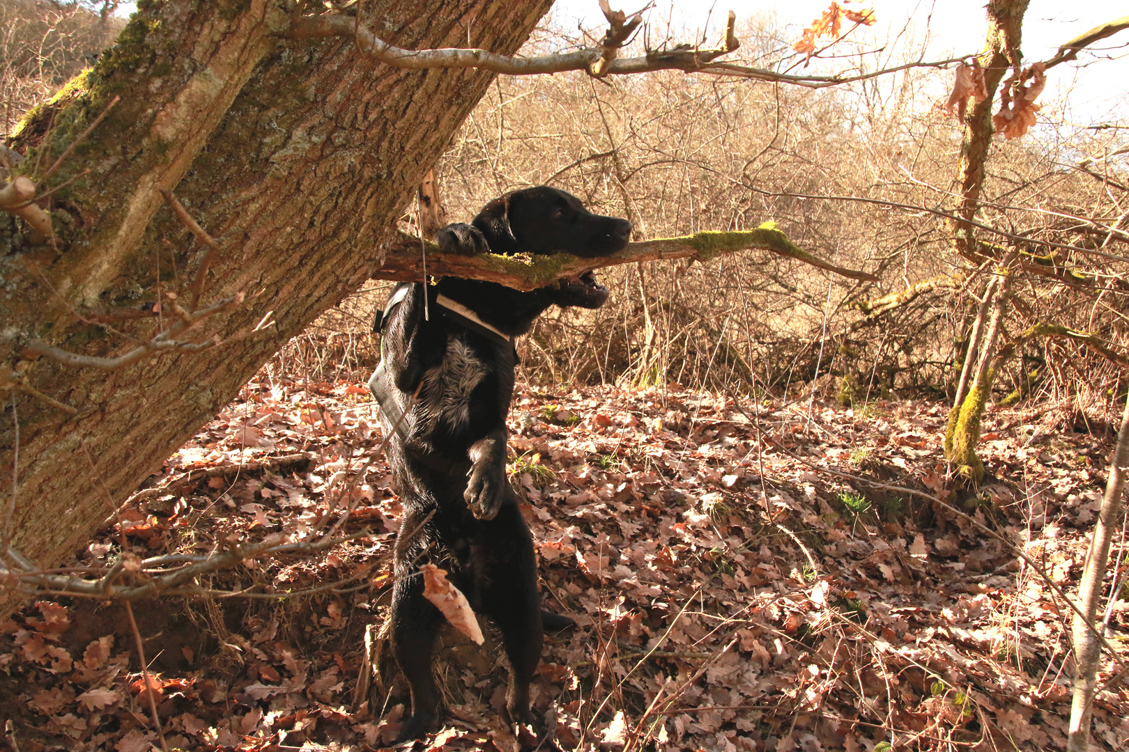 Lecker Baum