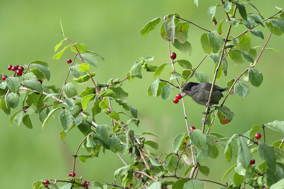 Lecker Beeren