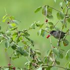 Lecker Beeren