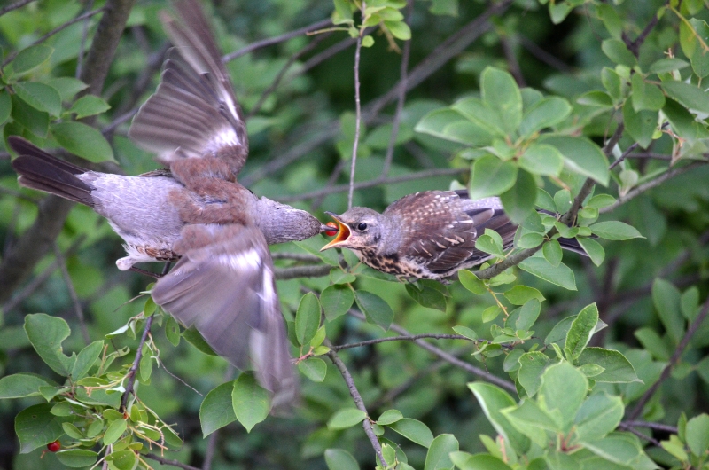 Lecker Beerenschmaus