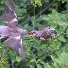 Lecker Beerenschmaus