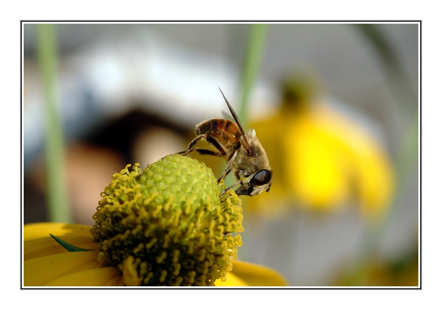 Lecker - Bienenfoto 1