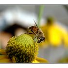 Lecker - Bienenfoto 1