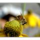 Lecker - Bienenfoto 1