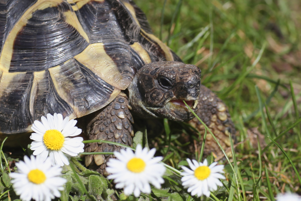 Lecker Blümchen