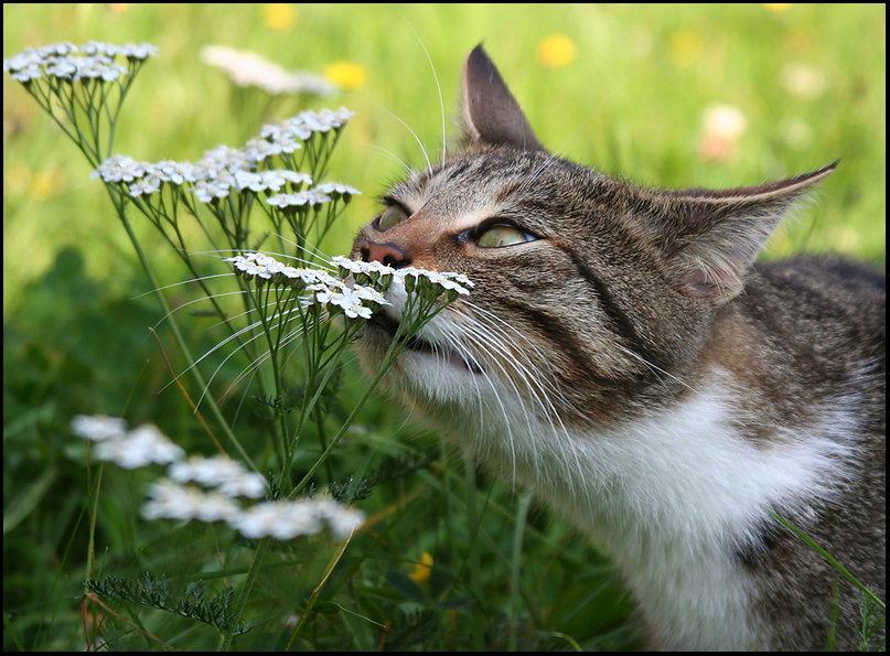 Lecker Blümchen ??