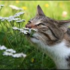 Lecker Blümchen ??