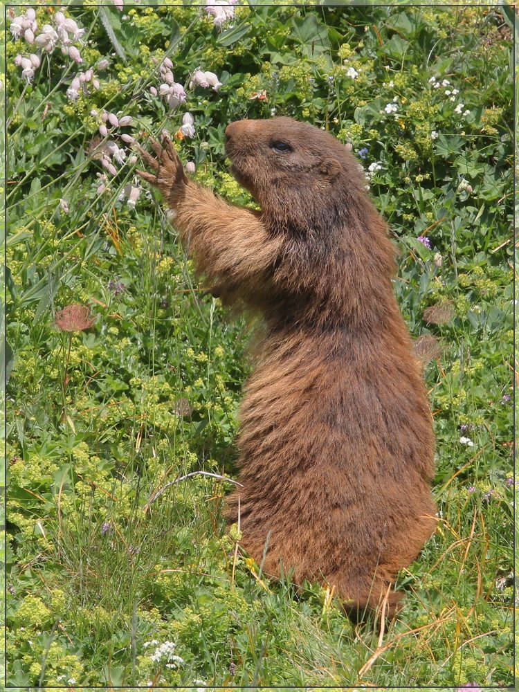 Lecker Blümchen!