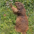 Lecker Blümchen!