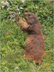 Lecker Blümchen!