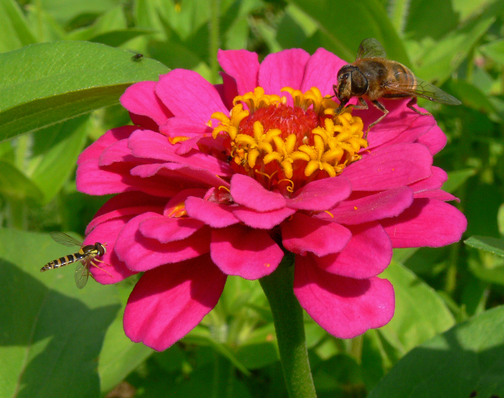 Lecker Blümchen