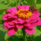 Lecker Blümchen