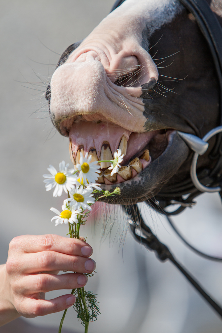 Lecker Blümchen