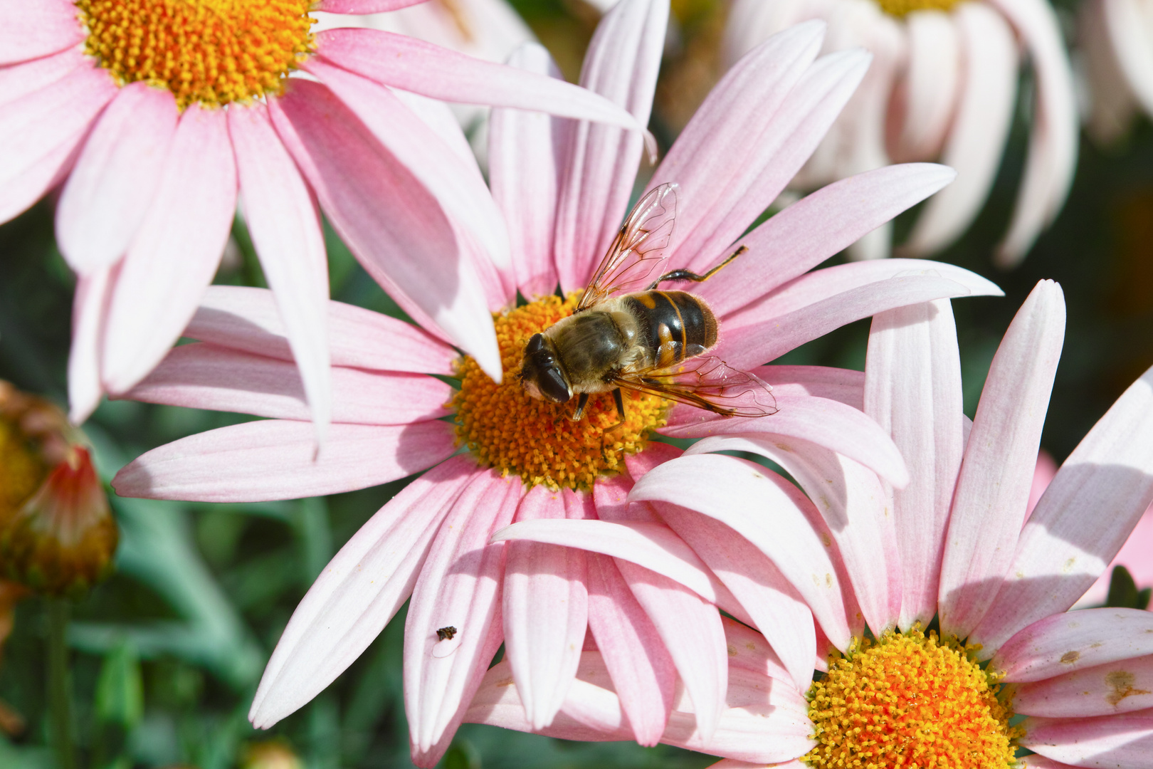 Lecker Blümchen