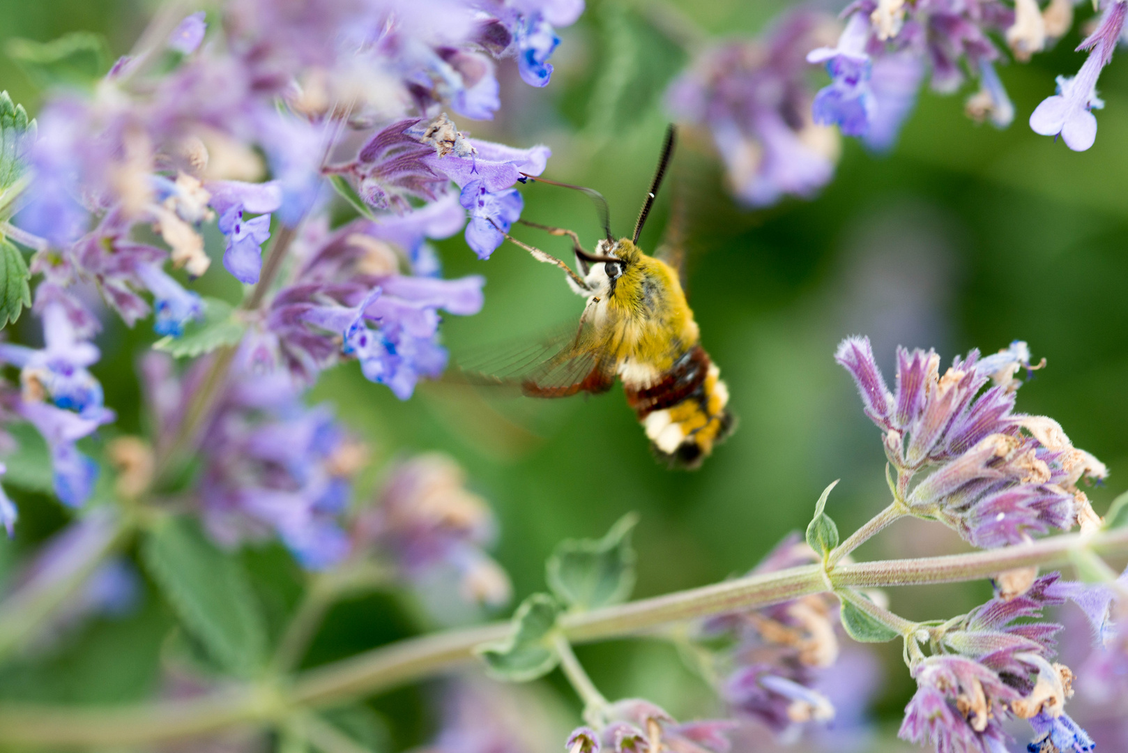 Lecker Blüte