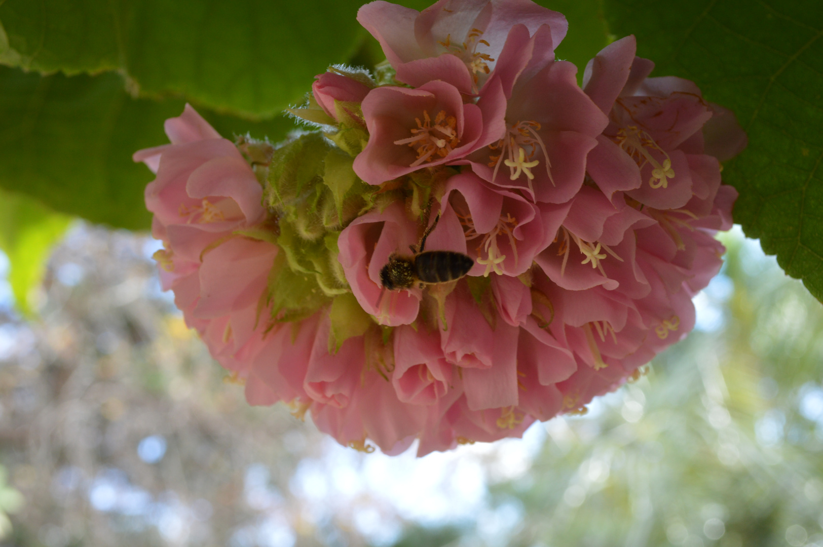 Lecker Blüte, ...