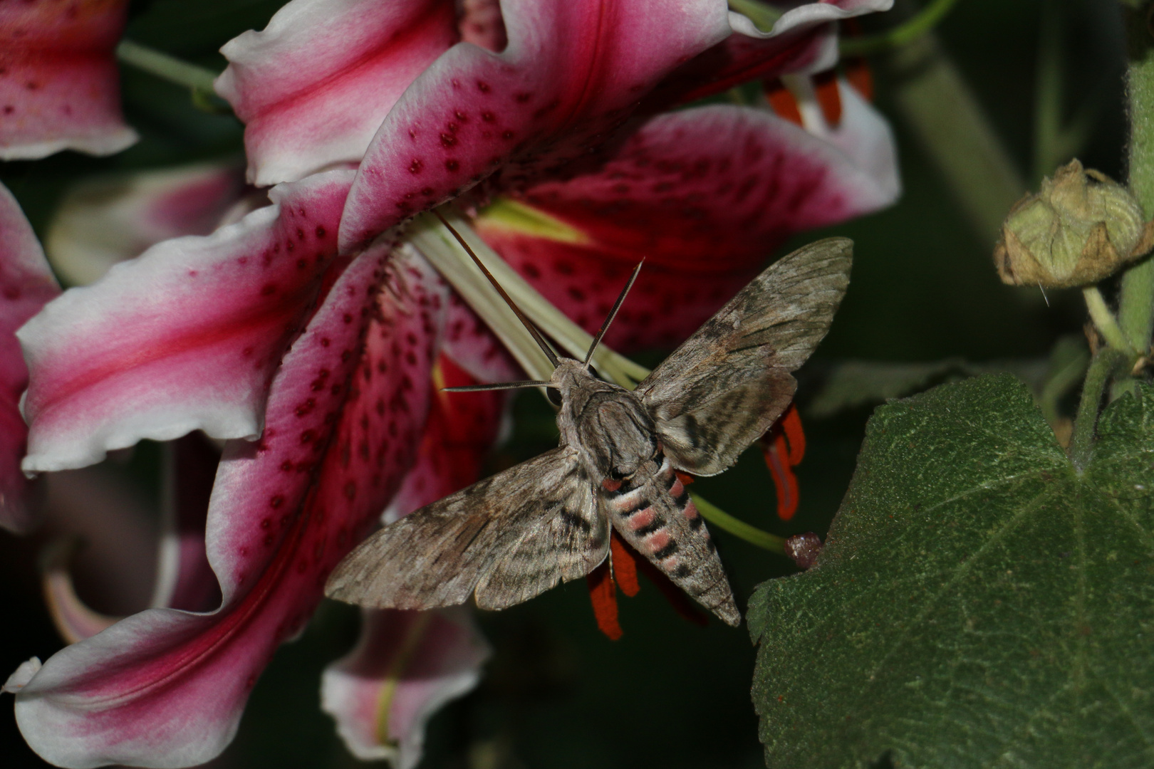 Lecker Blüte.....