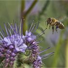 -lecker-blüte-