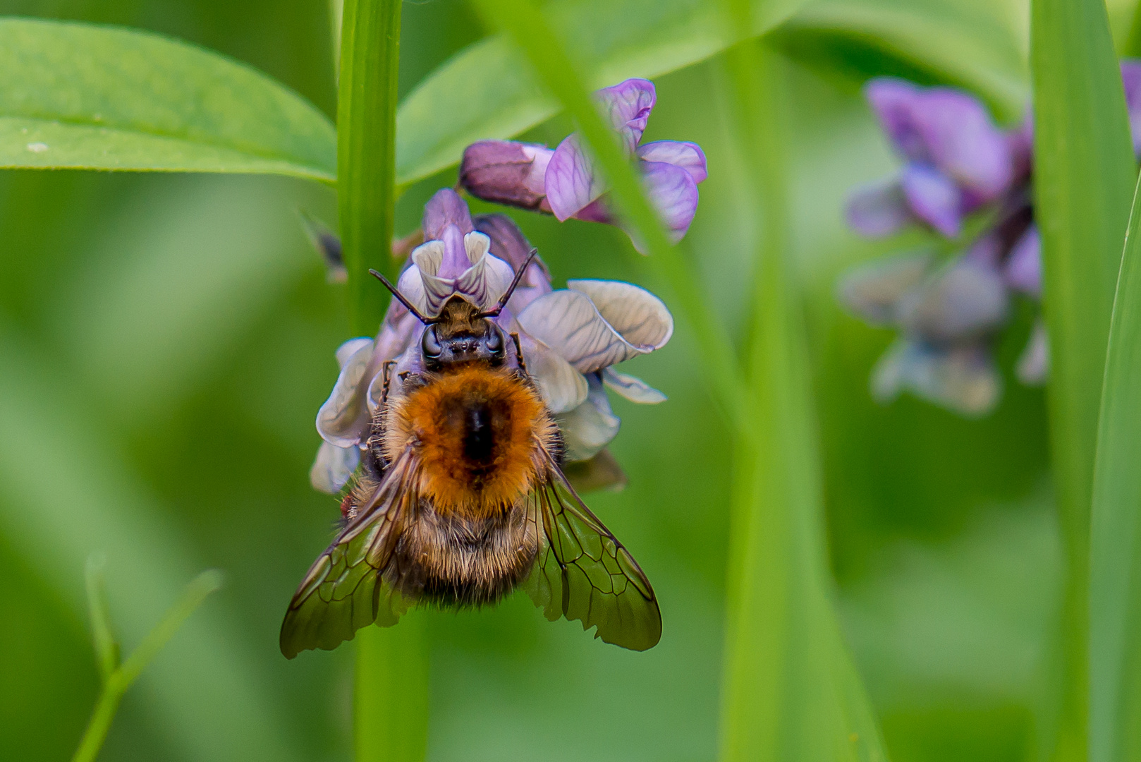 Lecker Blüten!